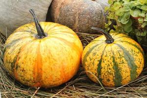 Colourful organic pumpkins and gourds on agricultural fair. Harvesting autumn time concept. Garden fall natural plant. Thanksgiving halloween decor. Festive farm rural background. Vegetarian food. photo