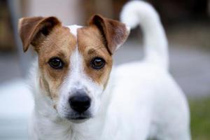 closeup shot of a Jack Russell Terrier in a garden during the day photo