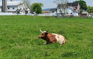 Spotted Brown and White Cow Resting in a Field photo