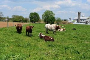 hermosa granja de Pensilvania con vacas en un campo foto