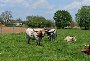 Cows with Longhorns in a Field on a Spring Day photo