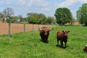 Adorable Brown Shaggy Cow in a Farm Pasture photo