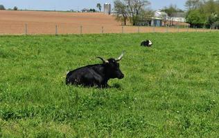 Black Cow with Horns Resting in a Field photo