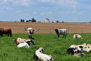 granja amish con ganado longhorn en un día de primavera foto