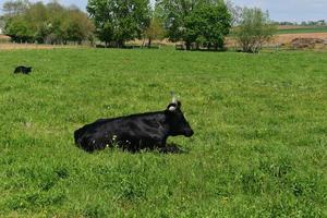 Black Bull Resting in a Grass Field in Pennsylvania photo