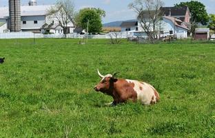 Brown and White Cow Resting in a Field on a Spring Day photo