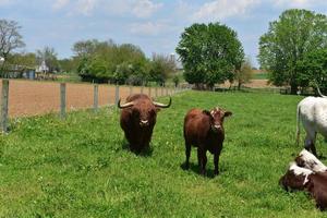 super lindas vacas marrones de las tierras altas y novillas en un campo foto