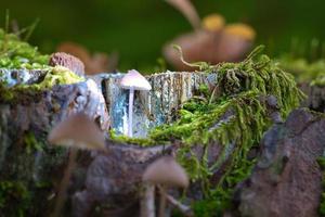 a filigree small mushroom in a tree root, with light spot in the forest. Forest photo