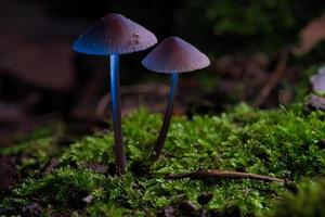 dos champiñones pequeños de filigrana sobre musgo con punto de luz en el bosque. suelo del bosque. foto