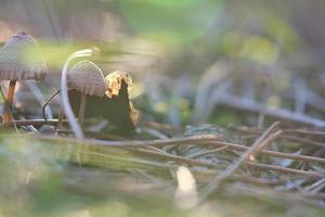 Mushroom, dreamy, blurred with sun rays on needle forest floor in autumn. Soft light photo