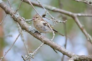 pinzón joven en una rama en el bosque. plumaje marrón, gris, verde. pájaro cantor foto