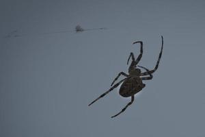 Cross spider crawling on a spider thread. Halloween fright. A useful hunter among photo