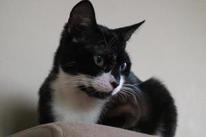 un gato blanco y negro yacía mirando. de perfil lateral, foto gratis.