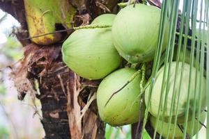 coconut fruit on tree. coconut agriculture concept photo