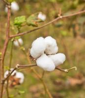 cotton in the field photo