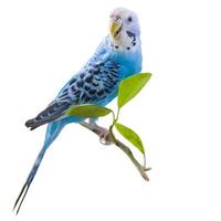 A beautiful blue budgie sits without a cage on a plant.  Isolated on a white background. Tropical birds at home. photo