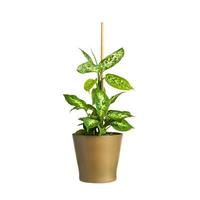 A pot with a home plant on a white isolated background. Decorations for the house or room. Diffenbachia or blunt reed in a pot. photo