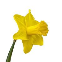 Yellow narcissus on a white isolated background. In spring, daffodils of various species bloom in the garden. Blooming narcissus. Blooming daffodils in spring. photo