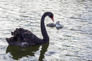 cisnes negros en el lago. un pájaro cisne elegante foto