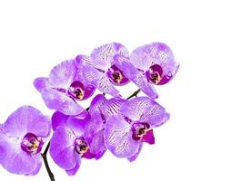 Beautiful orchids in a vase on a white isolated background. phalaenopsis close-up. Banner, panorama with space for text. photo