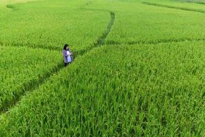 Smart Farming with Internet of Things, IoT concept. Agriculture and modern technology are used to manage crops. Analysis of insights such as weather, soil conditions and environmental. crop rice field photo