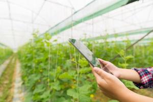 Internet of Things, IoT with Farming Smart concept. Agriculture and modern technology are used to manage crops. controlling the production to be effective to solve productive problems. business melon. photo