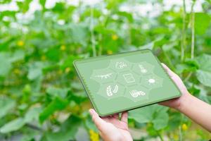 internet de las cosas, iot con concepto inteligente de agricultura. la agricultura y la tecnología moderna se utilizan para gestionar los cultivos. controlar la producción para que sea eficaz en la solución de los problemas productivos. melón de negocios foto