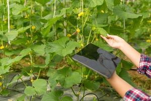 Internet of Things, IoT with Farming Smart concept. Agriculture and modern technology are used to manage crops. controlling the production to be effective to solve productive problems. business melon. photo