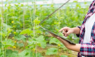 Internet of Things, IoT with Farming Smart concept. Agriculture and modern technology are used to manage crops. controlling the production to be effective to solve productive problems. business melon. photo
