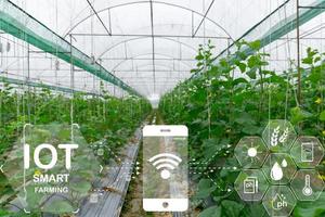 internet de las cosas, iot con concepto inteligente de agricultura. la agricultura y la tecnología moderna se utilizan para gestionar los cultivos. controlar la producción para que sea eficaz en la solución de los problemas productivos. melón de negocios foto