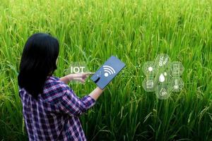 agricultura inteligente con internet de las cosas, concepto iot. la agricultura y la tecnología moderna se utilizan para gestionar los cultivos. análisis de información como el clima, las condiciones del suelo y el medio ambiente. campo de cultivo de arroz foto