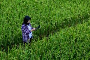 Smart Farming with Internet of Things, IoT concept. Agriculture and modern technology are used to manage crops. Analysis of insights such as weather, soil conditions and environmental. crop rice field photo