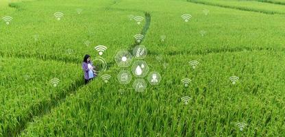 agricultura inteligente con internet de las cosas, concepto iot. la agricultura y la tecnología moderna se utilizan para gestionar los cultivos. análisis de información como el clima, las condiciones del suelo y el medio ambiente. campo de cultivo de arroz foto