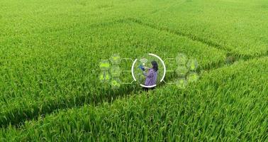 agricultura inteligente con internet de las cosas, concepto iot. la agricultura y la tecnología moderna se utilizan para gestionar los cultivos. análisis de información como el clima, las condiciones del suelo y el medio ambiente. campo de cultivo de arroz foto