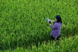 Smart Farming with Internet of Things, IoT concept. Agriculture and modern technology are used to manage crops. Analysis of insights such as weather, soil conditions and environmental. crop rice field photo