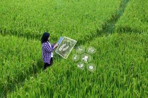 Smart Farming with Internet of Things, IoT concept. Agriculture and modern technology are used to manage crops. Analysis of insights such as weather, soil conditions and environmental. crop rice field photo