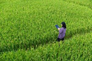 Smart Farming with Internet of Things, IoT concept. Agriculture and modern technology are used to manage crops. Analysis of insights such as weather, soil conditions and environmental. crop rice field photo