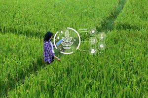 agricultura inteligente con internet de las cosas, concepto iot. la agricultura y la tecnología moderna se utilizan para gestionar los cultivos. análisis de información como el clima, las condiciones del suelo y el medio ambiente. campo de cultivo de arroz foto