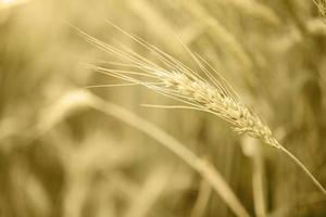 Barley wheat field nature background photo