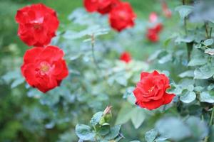 Beautiful red roses flower in the garden photo