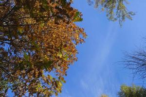 multicolored leaves falling from trees against the background of a bottomless blue sky in golden autumn photo