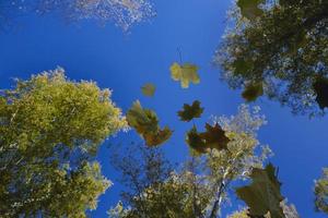 multicolored leaves falling from trees against the background of a bottomless blue sky in golden autumn photo