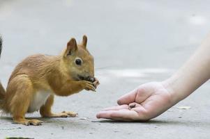 un pueblo cuida la nutrición de la ardilla alimentándola con nueces de la palma de su mano foto