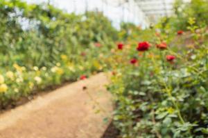 Abstract blur beautiful roses in flower garden background photo