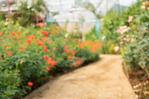 Abstract blur beautiful roses in flower garden background photo