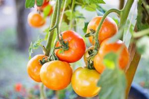 Fresh red ripe tomatoes hanging on the vine plant growing in greenhouse garden photo