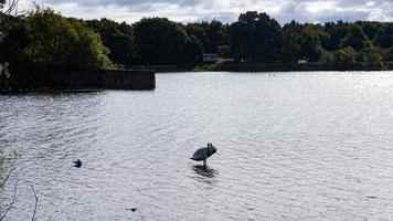 cisne en el lago duddingston foto