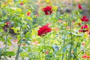 Beautiful red roses flower in the garden photo