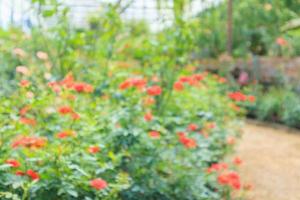 Abstract blur beautiful roses in flower garden background photo