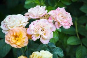 Beautiful roses flower in the garden photo